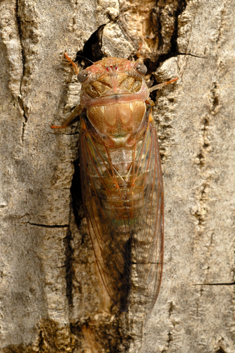 Common Cicada, photo 4 of 8