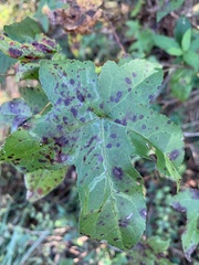 Phyllocnistis liquidambarisella