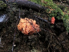 Ramaria araiospora