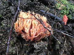 Ramaria araiospora