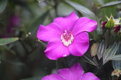 Meriania speciosa