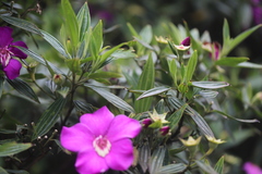 Meriania speciosa