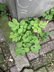 Chelidonium majus