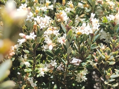 Acrothamnus hookeri