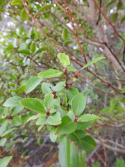 Maytenus magellanica