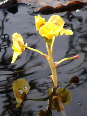 Utricularia foliosa image