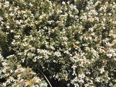 Acrothamnus hookeri