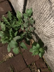 Ulmus minor