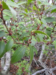 Maytenus magellanica