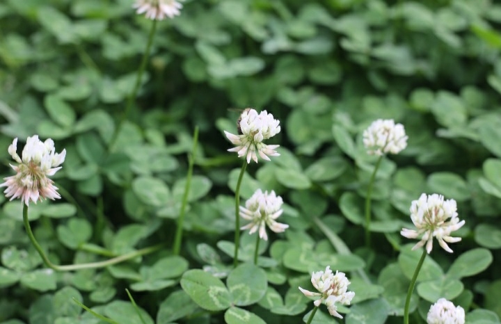 Trifolium repens
