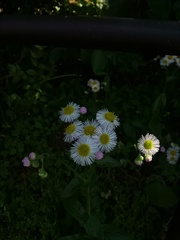 Erigeron philadelphicus