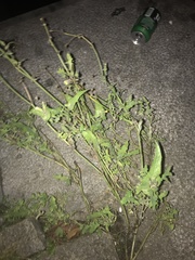 Sonchus oleraceus