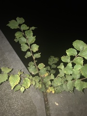 Ulmus minor