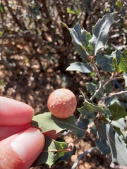 Atrusca brevipennata