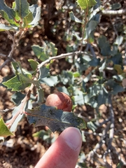 Atrusca brevipennata