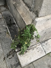 Sonchus oleraceus