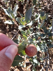 Atrusca brevipennata