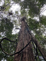 Eucalyptus microcorys