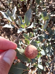 Atrusca brevipennata