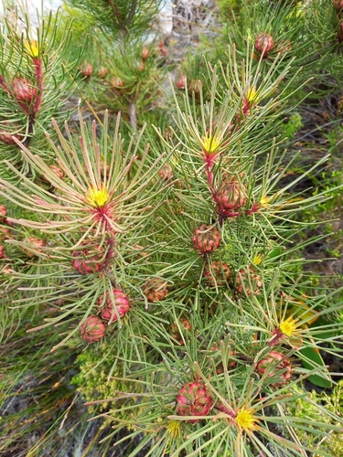 Channel-leaf featherbush (Aulax cancellata)