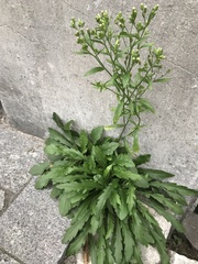 Erigeron canadensis
