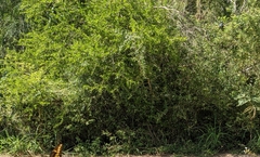 Salvadora