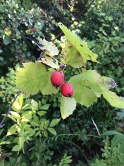 Crataegus coccinioides