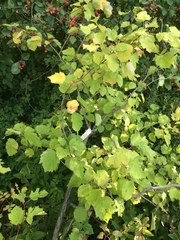 Crataegus coccinioides