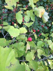 Crataegus coccinioides
