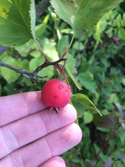 Crataegus coccinioides