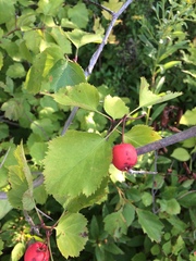 Crataegus coccinioides