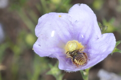 Lanthanomelissa parva