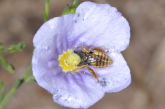 Lanthanomelissa parva