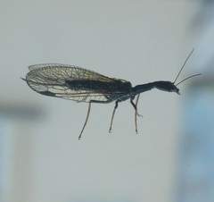 Raphidiidae