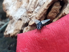 Leucostomatini