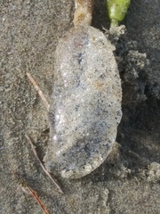 Aequorea victoria