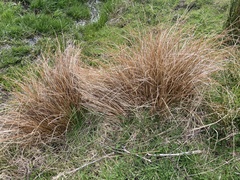Carex buchananii