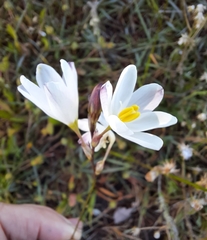 Ixia orientalis