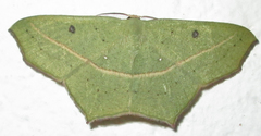 Traminda vividaria