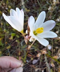 Ixia orientalis