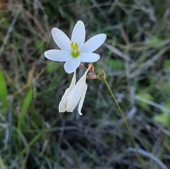Ixia orientalis