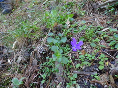Viola montcaunica