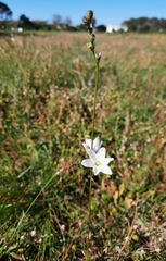 Ixia orientalis