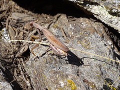 Mantis religiosa religiosa