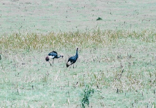 Black Crowned Crane