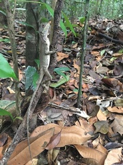 Enyalius