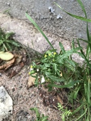 Senecio vulgaris