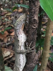 Enyalius