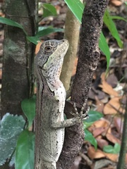 Enyalius