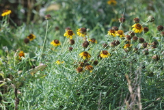 Helianthus ciliaris